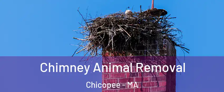Chimney Animal Removal Chicopee - MA