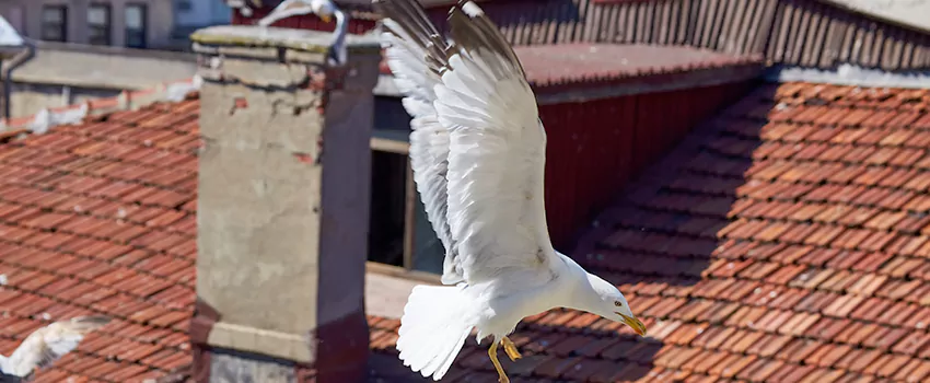 Residential Chimney Animal Removal Solution in Chicopee, MA